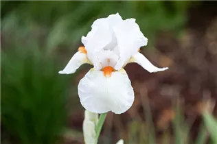 Iris x germanica, weiß - Hohe Bartiris