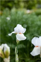 Iris x germanica, weiß - Hohe Bartiris
