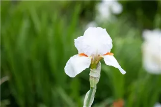 Iris x germanica, weiß - Hohe Bartiris