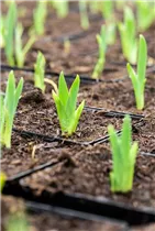 Iris barbata-nana 'Little Shadow' - Zwergige Garten-Schwertlilie 'Little Shadow'