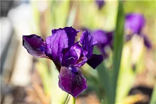 Iris barbata-nana 'Little Shadow' - Zwergige Garten-Schwertlilie 'Little Shadow'