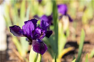 Iris barbata-nana 'Little Shadow' - Zwergige Garten-Schwertlilie 'Little Shadow'