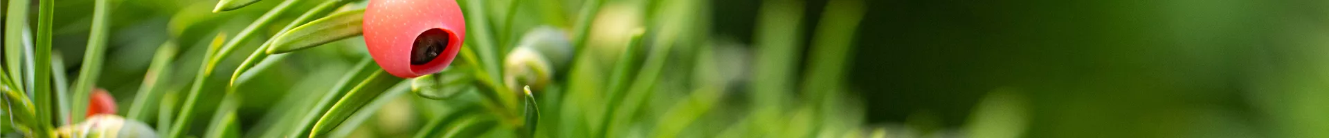 Taxus x media 'Hicksii' Taxus x media 'Hicksii'