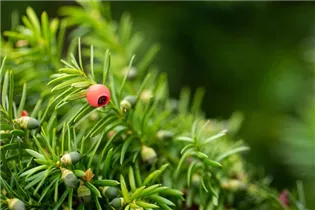  - Taxus x media 'Hicksii'