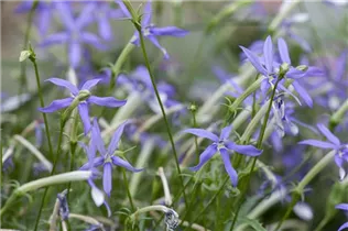 Isotoma axillaris - Schein-Lobelie