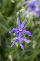 Isotoma axillaris - Schein-Lobelie