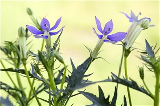 Isotoma axillaris - Schein-Lobelie