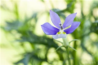 Isotoma axillaris - Schein-Lobelie