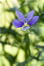 Isotoma axillaris - Schein-Lobelie