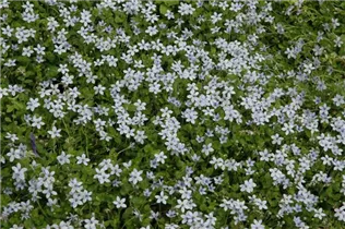 Isotoma axillaris - Schein-Lobelie