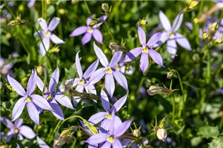 Isotoma axillaris - Schein-Lobelie