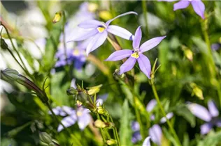 Isotoma axillaris - Schein-Lobelie