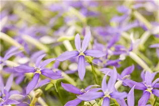 Isotoma axillaris pac® 'Stella Blue' - Garten-Scheinlobelie pac® 'Stella Blue'