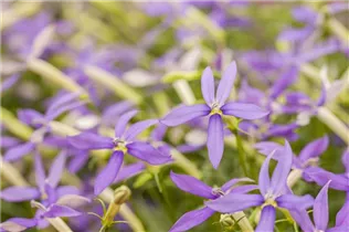 Isotoma axillaris pac® 'Stella Blue' - Garten-Scheinlobelie pac® 'Stella Blue'