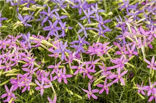 Isotoma axillaris pac® 'Stella Pink' - Schein-Lobelie pac® 'Stella Pink'