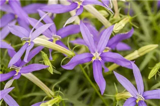 Isotoma axillaris pac® 'Stella Blue' - Garten-Scheinlobelie pac® 'Stella Blue'
