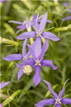 Isotoma axillaris pac® 'Stella Blue' - Garten-Scheinlobelie pac® 'Stella Blue'