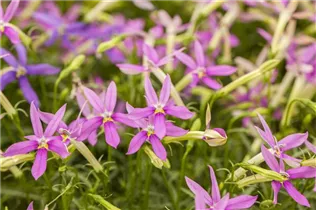 Isotoma axillaris pac® 'Stella Pink' - Schein-Lobelie pac® 'Stella Pink'