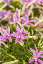 Isotoma axillaris pac® 'Stella Pink' - Schein-Lobelie pac® 'Stella Pink'