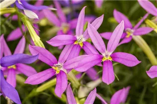 Isotoma axillaris pac® 'Stella Pink' - Schein-Lobelie pac® 'Stella Pink'