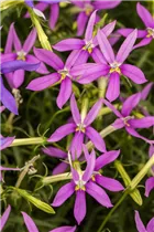 Isotoma axillaris pac® 'Stella Pink' - Schein-Lobelie pac® 'Stella Pink'