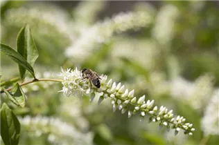 Itea virginica 'Henry´s Garnet' - Rosmarinweide 'Henry's Garnet' Itea virginica 'Henry´s Garnet' - Rosmarinweide 'Henry's Garnet'