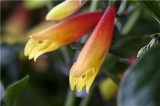 Jacobinia pauciflora - Zimmerhopfen Jacobinia pauciflora - Zimmerhopfen