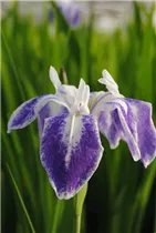 Iris laevigata 'Mottled Beauty' - Garten-Sumpf-Schwertlilie 'Mottled Beauty'