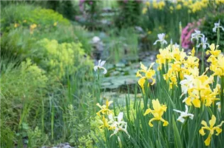 Iris pseudacorus - Gelbe Sumpf-Schwertlilie Iris pseudacorus - Gelbe Sumpf-Schwertlilie
