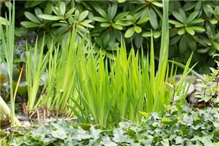 Iris pseudacorus - Gelbe Sumpf-Schwertlilie Iris pseudacorus - Gelbe Sumpf-Schwertlilie