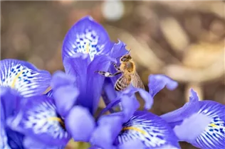 Iris reticulata - Zwiebel-Schwertlilie Iris reticulata - Zwiebel-Schwertlilie