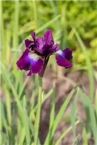 Iris sibirica 'Berlin Purple Wine' - Bartlose Garten-Schwertlilie 'Berlin Purple Wine'