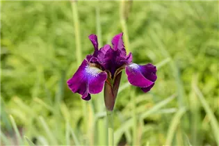 Iris sibirica 'Berlin Purple Wine' - Bartlose Garten-Schwertlilie 'Berlin Purple Wine'
