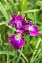 Iris sibirica 'Berlin Purple Wine' - Bartlose Garten-Schwertlilie 'Berlin Purple Wine'