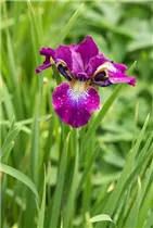 Iris sibirica 'Berlin Purple Wine' - Bartlose Garten-Schwertlilie 'Berlin Purple Wine'