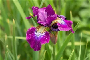 Iris sibirica 'Berlin Purple Wine' - Bartlose Garten-Schwertlilie 'Berlin Purple Wine'