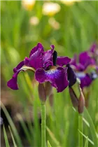 Iris sibirica 'Berlin Purple Wine' - Bartlose Garten-Schwertlilie 'Berlin Purple Wine'