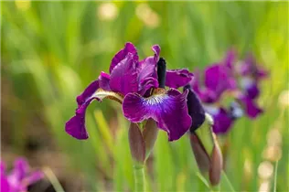 Iris sibirica 'Berlin Purple Wine' - Bartlose Garten-Schwertlilie 'Berlin Purple Wine'