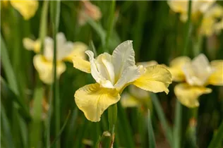 Iris sibirica 'Butter and Sugar' - Bartlose Garten-Schwertlilie 'Butter and Sugar'
