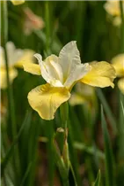 Iris sibirica 'Butter and Sugar' - Bartlose Garten-Schwertlilie 'Butter and Sugar'