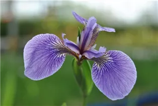 Iris sibirica 'Perry´s Blue' - Bartlose Garten-Schwertlilie 'Perry´s Blue'