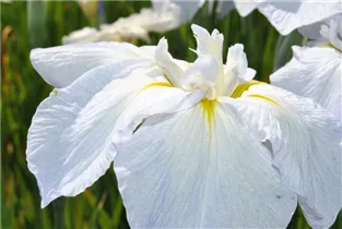 Iris sibirica 'Snow Queen' - Sibirische Schwertlilie 'Snow Queen'