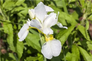 Iris sibirica 'Snow Queen' - Sibirische Schwertlilie 'Snow Queen'
