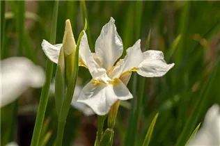 Iris sibirica 'White Horse' - Bartlose Garten-Schwertlilie 'White Horse'