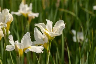 Iris sibirica 'White Horse' - Bartlose Garten-Schwertlilie 'White Horse'