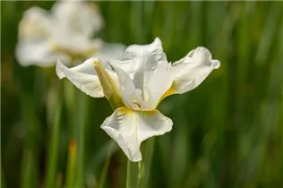 Iris sibirica 'White Horse' - Bartlose Garten-Schwertlilie 'White Horse'