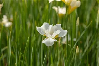 Iris sibirica 'White Horse' - Bartlose Garten-Schwertlilie 'White Horse'