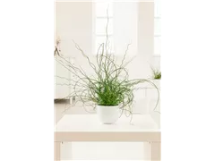 Juncus effusus 'Spiralis' - Spiralige Garten-Binse Juncus effusus 'Spiralis' - Spiralige Garten-Binse