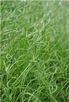 Juncus effusus 'Spiralis' - Spiralige Garten-Binse Juncus effusus 'Spiralis' - Spiralige Garten-Binse