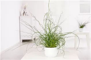 Juncus effusus 'Spiralis' - Spiralige Garten-Binse Juncus effusus 'Spiralis' - Spiralige Garten-Binse